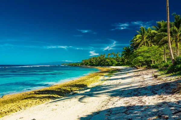 Trópusi Strand Samoa Sziget Déli Oldalán Kókuszpálmafákkal — Stock Fotó