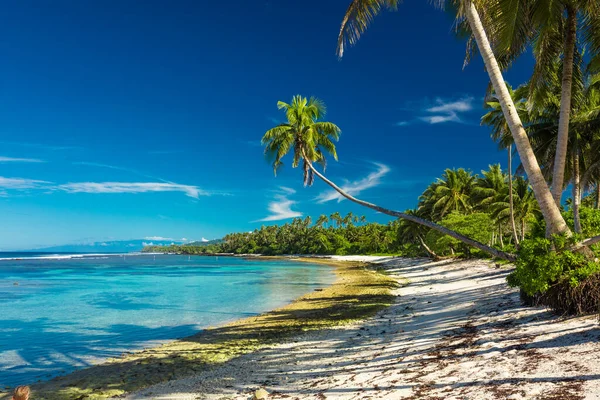 Trópusi Strand Samoa Sziget Déli Oldalán Kókuszpálmafákkal — Stock Fotó