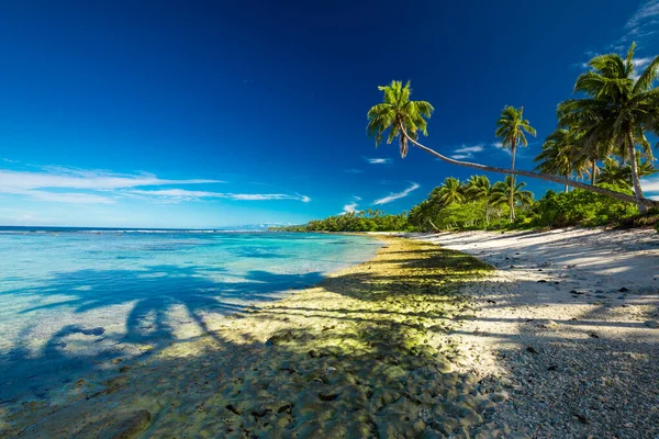 Playa Tropical Lado Sur Isla Samoa Con Palmeras Coco — Foto de Stock
