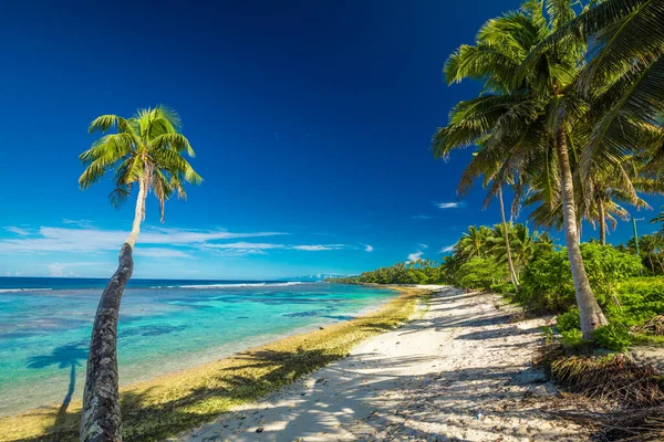 Trópusi Strand Samoa Sziget Déli Oldalán Kókuszpálmafákkal — Stock Fotó