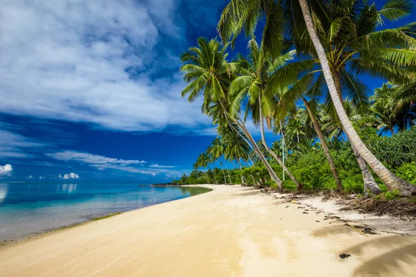 Trópusi Strand Samoa Sziget Déli Oldalán Kókuszpálmafákkal — Stock Fotó