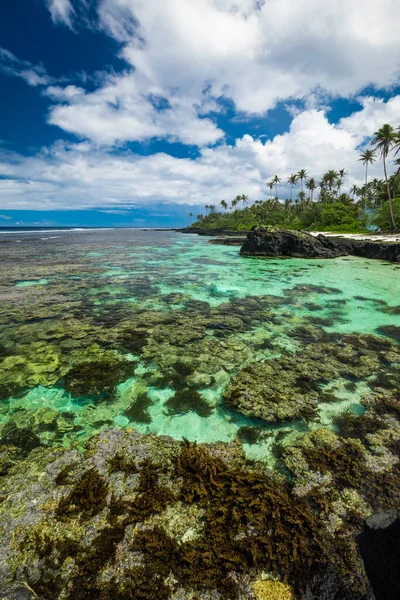 Trópusi Strand Samoa Sziget Déli Oldalán Kókuszpálmafákkal — Stock Fotó