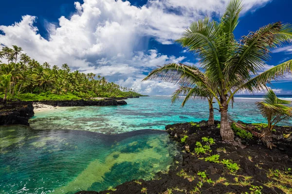 Живой Тропический Пляж Пальмами Уполу Самоа — стоковое фото