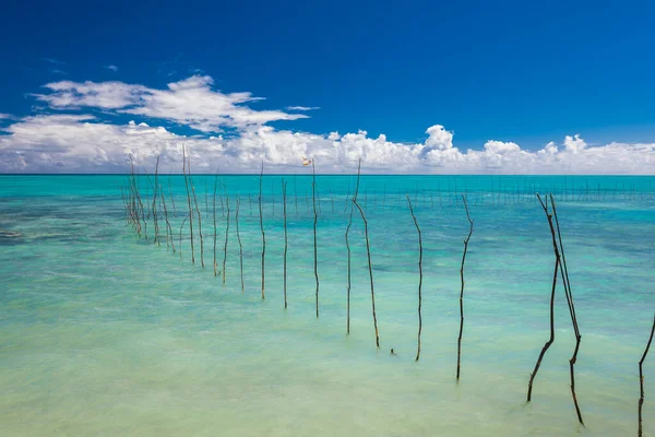 Tropická Pláž Jižní Straně Ostrova Samoa Kokosovými Palmami — Stock fotografie