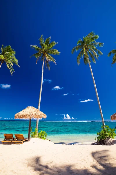 Vibrant Tropical Beach Palm Trees Upolu Samoa — Stock Photo, Image