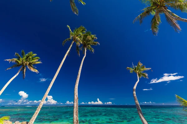 Vibráló Trópusi Strand Pálmafákkal Upolu Samoa — Stock Fotó