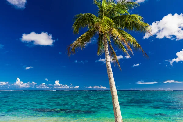 Tropical Beach South Side Samoa Island Coconut Palm Trees — Stock Photo, Image