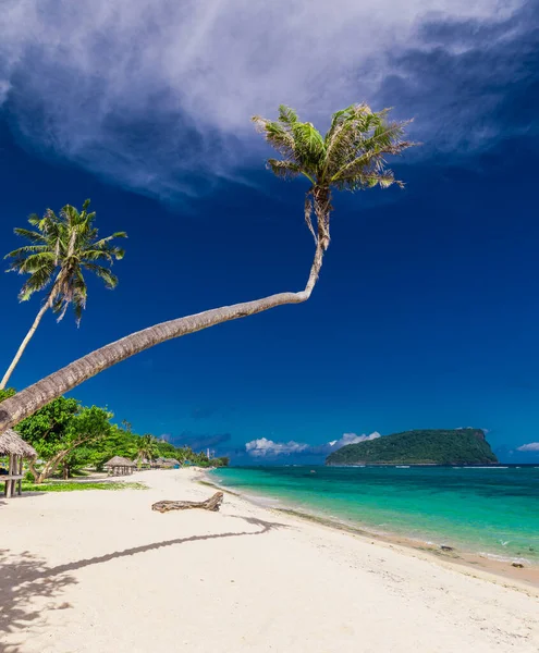 Trópusi Strand Samoa Sziget Déli Oldalán Kókuszpálmafákkal — Stock Fotó