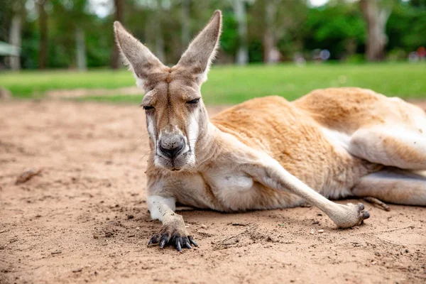 Kangoeroes Wallabies Het Sanatorium Brisbane Queensland Australië — Stockfoto