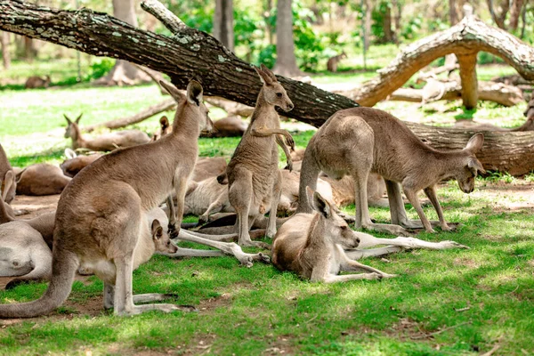 オーストラリアのクイーンズランド州ブリスベンのサンクチュアリにあるカンガルーとワラビー — ストック写真