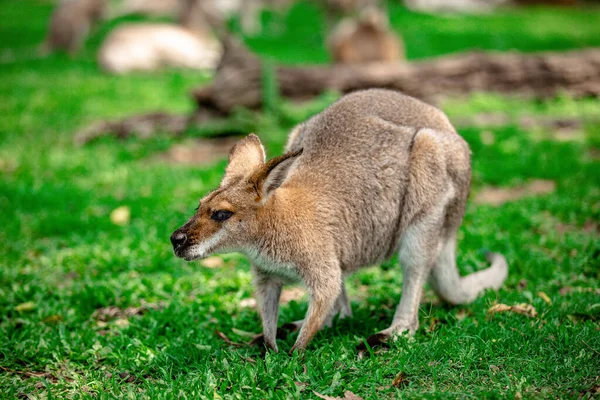 Kangoeroes Wallabies Het Sanatorium Brisbane Queensland Australië — Stockfoto
