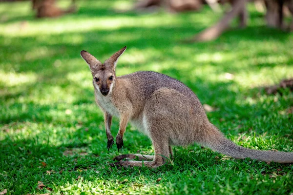 Klokani Wallabies Santuary Brisbane Queensland Austrálie — Stock fotografie