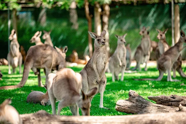 Cangurus Wallabies Santuário Brisbane Queensland Austrália — Fotografia de Stock