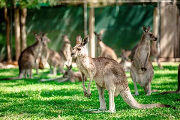 Canguros Wallabies Santuario Brisbane Queensland Australia — Foto de Stock