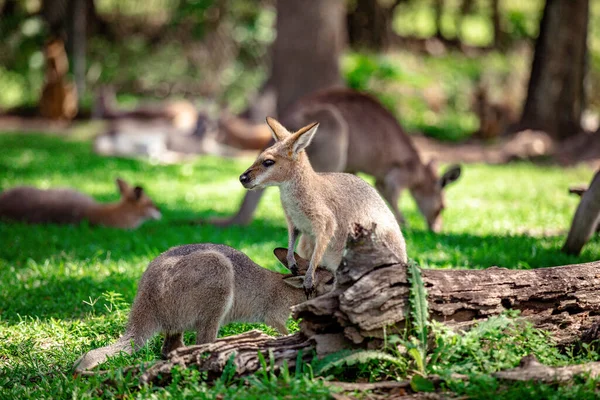 オーストラリアのクイーンズランド州ブリスベンのサンクチュアリにあるカンガルーとワラビー — ストック写真
