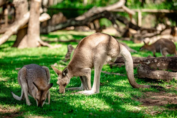 Canguros Wallabies Santuario Brisbane Queensland Australia —  Fotos de Stock