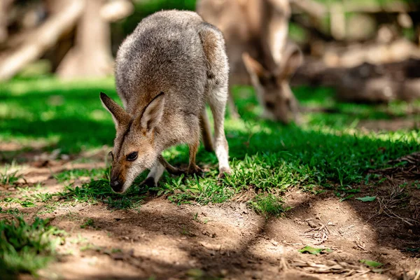 オーストラリアのクイーンズランド州ブリスベンのサンクチュアリにあるカンガルーとワラビー — ストック写真