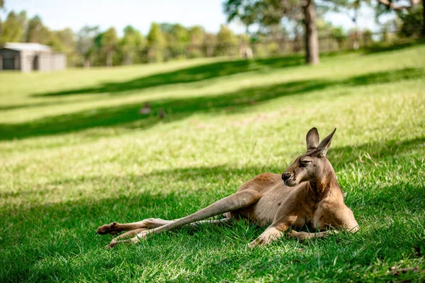Canguri Wallabies Santuario Brisbane Queensland Australia — Foto Stock