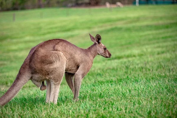 Kenguruk Wallabies Santuary Brisbane Queensland Ausztrália — Stock Fotó