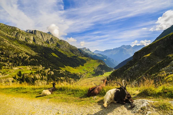 スイスの山のヤギ — ストック写真