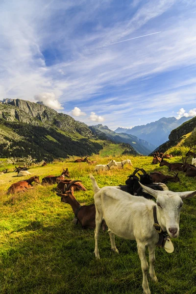 Kecskék a svájci hegyekben — Stock Fotó