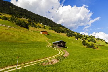 Pastoral yaz manzara ile taze yeşil dağ Alpleri'nde