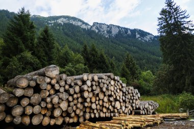 ahşap bir forest yakınındaki yığını