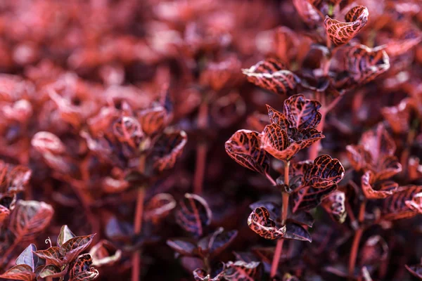 Красивые красные декоративные растения в саду — стоковое фото