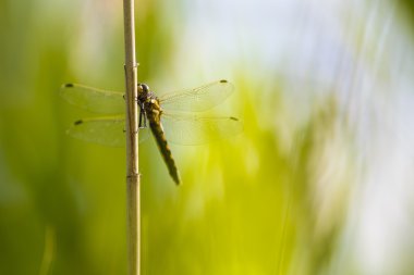 Yusufçuk, sarı Pasifik'ten oğlan (Sympetrum flaveolum) bir kamış oturan