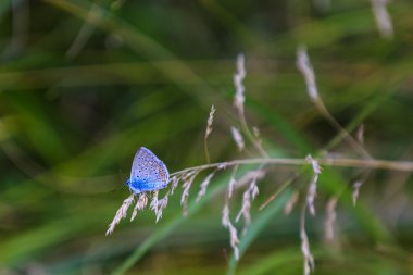 Mavi kelebek çim bir bıçak üzerinde oturur
