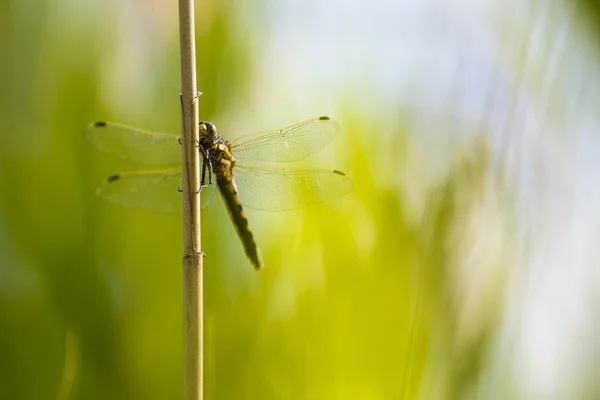 Dragonfly, darter amarelo (Sympetrum flaveolum) sentado em uma cana — Fotografia de Stock