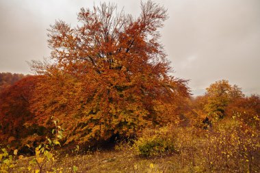 ağaçlarda sonbahar renkleri ile güzel manzara