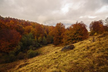 ağaçlarda sonbahar renkleri ile güzel manzara