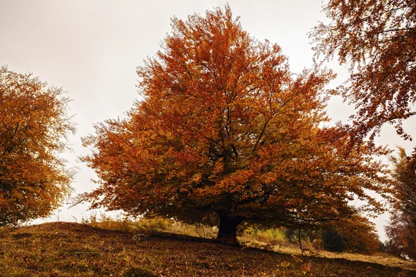 Beau paysage avec des arbres aux couleurs d'automne — Photo