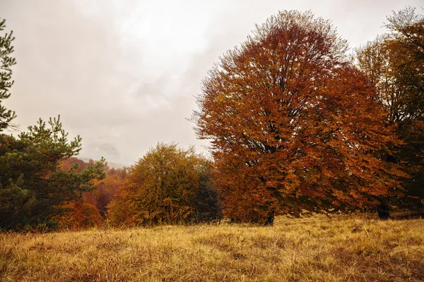 Krásná krajina se stromy v barvách podzimu — Stock fotografie