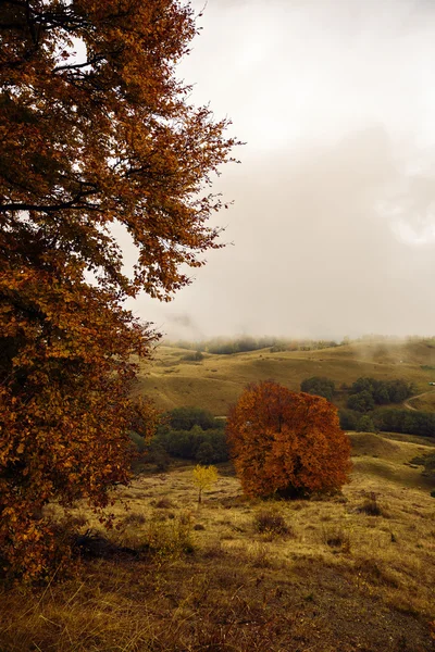 Bela paisagem com árvores em cores de outono — Fotografia de Stock