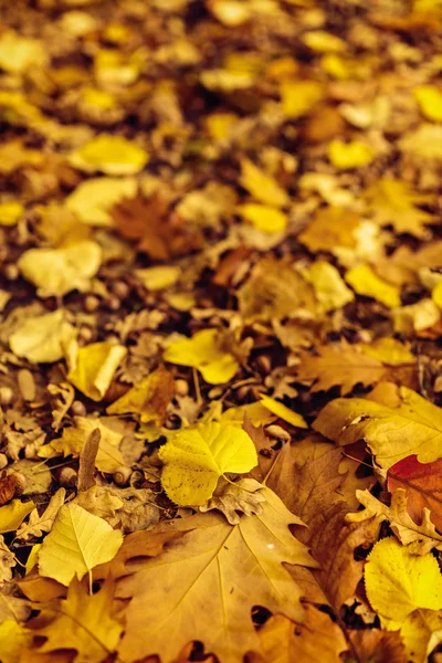 Autumnal maple leaves in blurred background — Stock Photo, Image