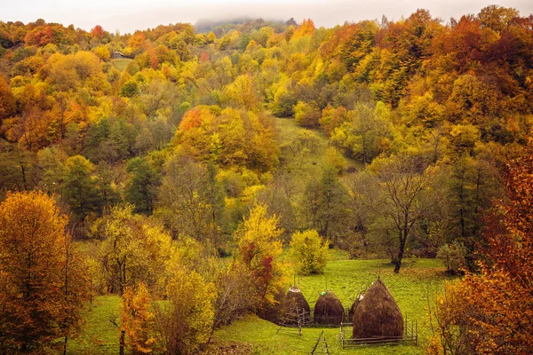 Beau paysage avec des arbres aux couleurs d'automne — Photo