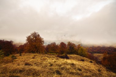 ağaçlarda sonbahar renkleri ile güzel manzara