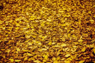 Sonbahar akçaağaç yaprakları bulanık arkaplanda