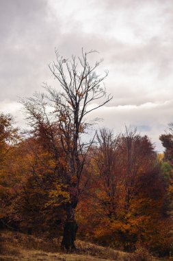 ağaçlarda sonbahar renkleri ile güzel manzara