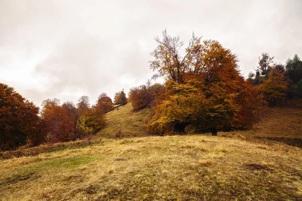 Schöne Landschaft mit Bäumen in herbstlichen Farben — Stockfoto