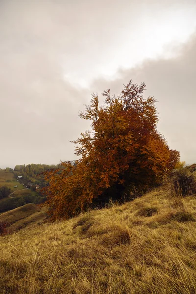 Piękny krajobraz z drzew w kolorach jesieni — Zdjęcie stockowe