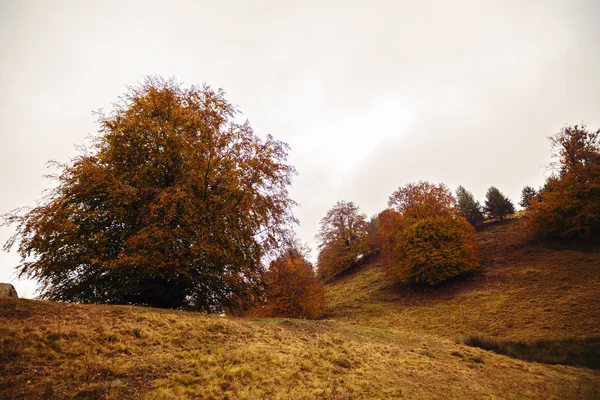 ağaçlarda sonbahar renkleri ile güzel manzara
