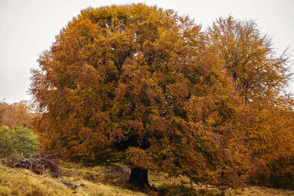 Beau paysage avec des arbres aux couleurs d'automne — Photo