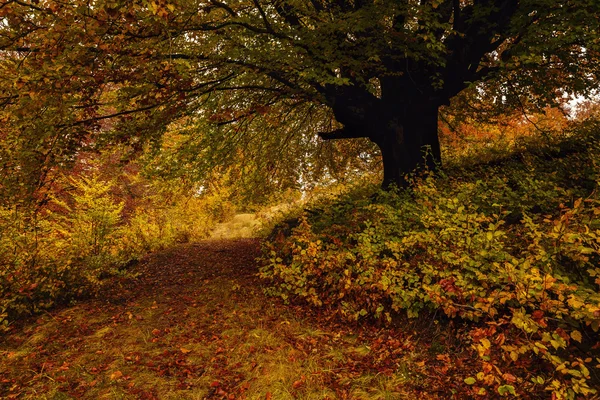 Schöne Landschaft mit Bäumen in herbstlichen Farben — Stockfoto