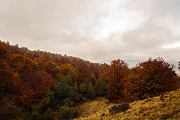 Krásná krajina se stromy v barvách podzimu — Stock fotografie