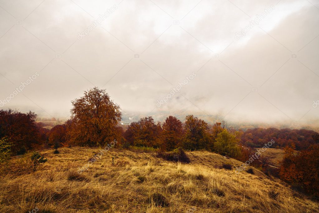 beautiful landscape with trees in autumn colors