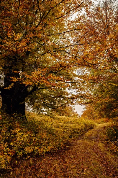 Красивый пейзаж с деревьями осеннего цвета — стоковое фото