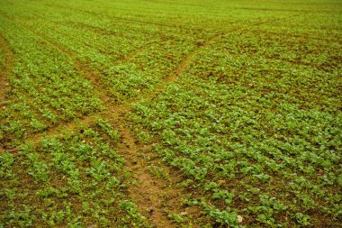 Genç tecavüz tohum alan